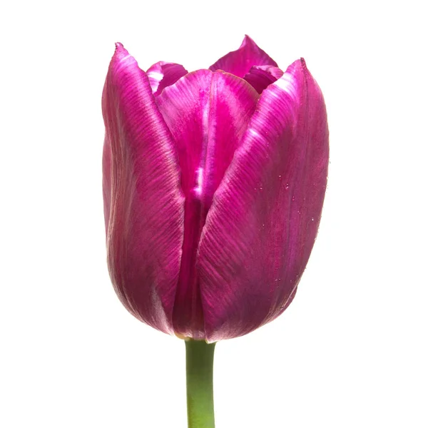 Hermosa flor de tulipán púrpura aislada sobre fondo blanco. Plano —  Fotos de Stock