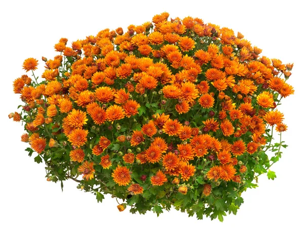 Chrysanthemen-Blüten in einem Topf isoliert auf weißem Hintergrund. — Stockfoto