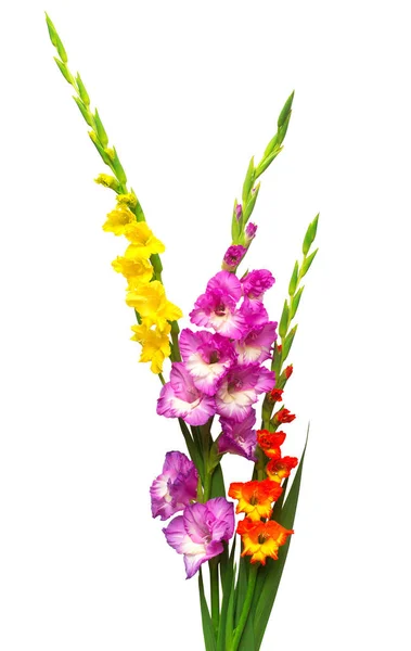 Hermoso ramo de flores de gladiolo multicolores aislados en — Foto de Stock