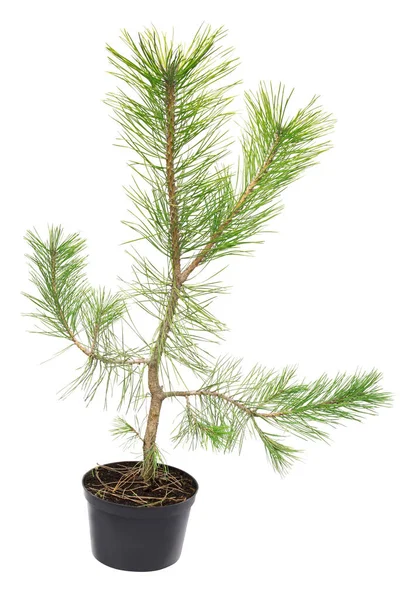 Pine Black Pinus nigra in a pot isolated on white background — Stock Photo, Image