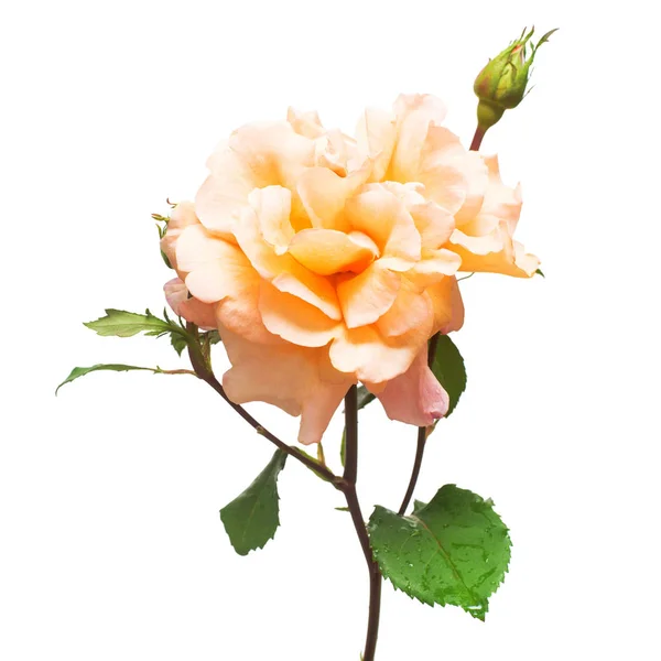 Красива помаранчева троянда з квіткою бутона ізольована на білому фоні — стокове фото