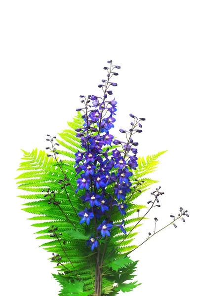 Delphinium flowers and fern branch in bouquet isolated on white — Stock Photo, Image