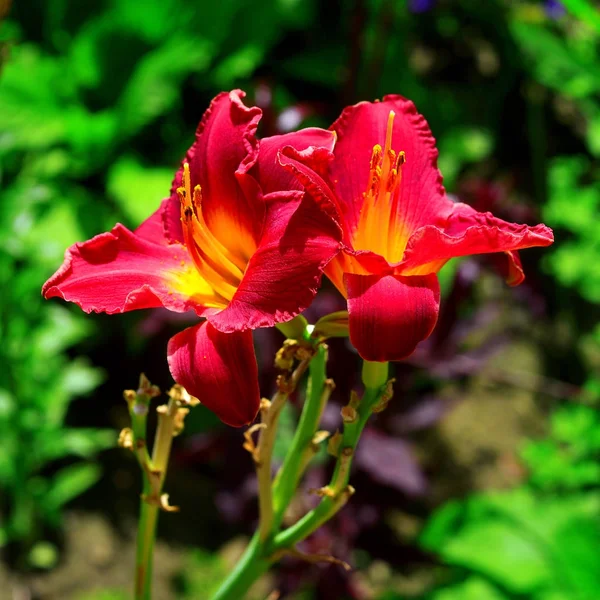 Lindas flores do daylily no jardim contra o backg — Fotografia de Stock
