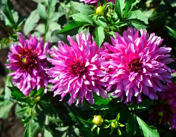 Buquê de flores de dálias rosa em um jardim em um canteiro de flores — Fotografia de Stock