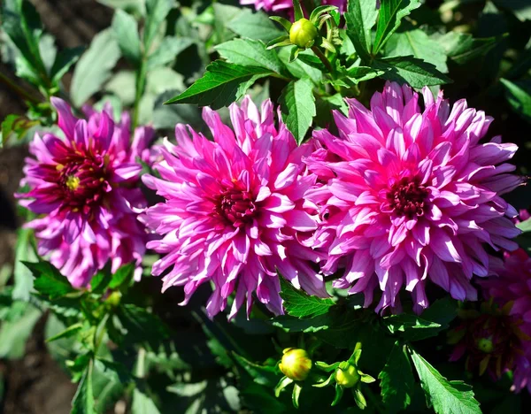 Bouquet de fleurs roses de dahlias dans un jardin sur un parterre de fleurs — Photo