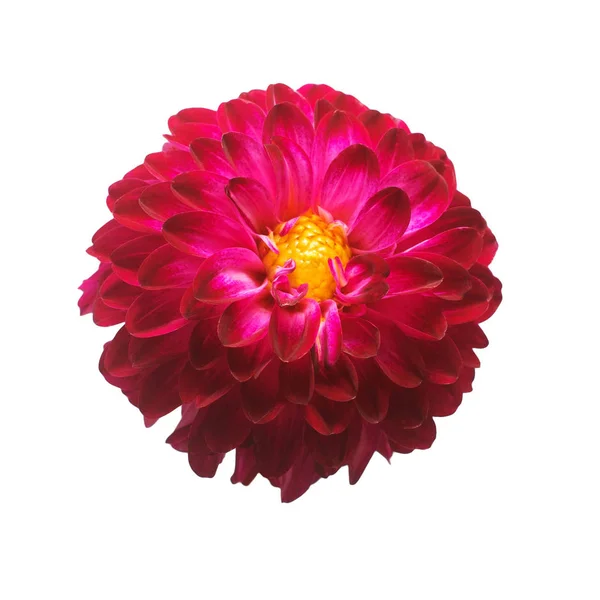 Blume der schönen trendigen rosa Dahlie Makro Natur isolieren — Stockfoto
