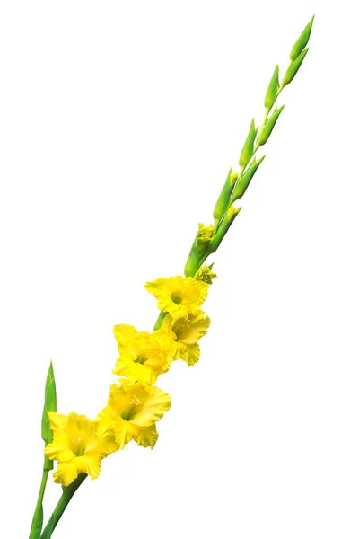 Cabang bunga kuning gladiolus terisolasi pada latar belakang putih — Stok Foto