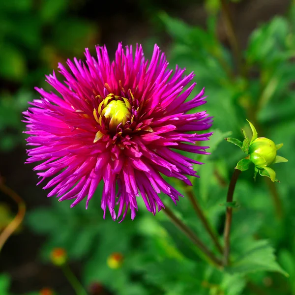 Fleurs de dahlias roses et bourgeons dans le jardin sur les parterres de fleurs — Photo