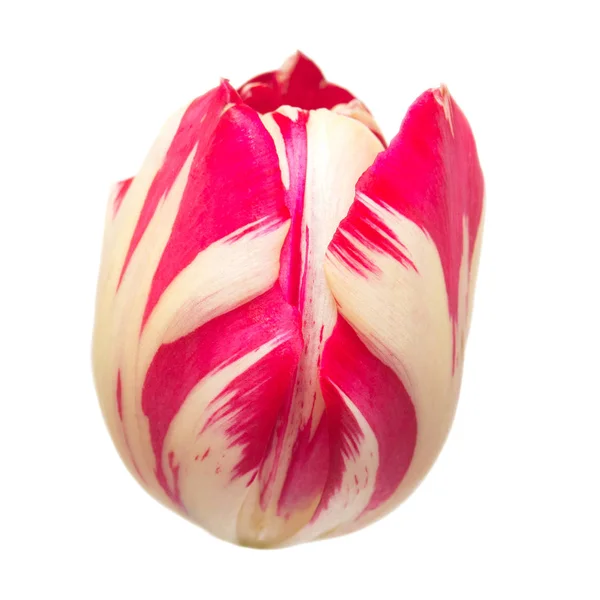 Roze gestreepte tulip op een lange stengel steel — Stockfoto