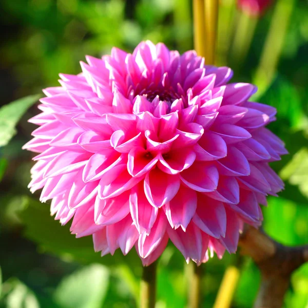 Fleur de dahlias roses et bourgeons dans le jardin sur les parterres — Photo