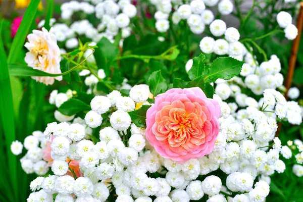 バラとの背景の上に庭園にノコギリソウの花、 — ストック写真