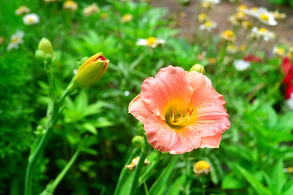 Schöne Blüten der Taglilie im Garten gegen den Rücken — Stockfoto