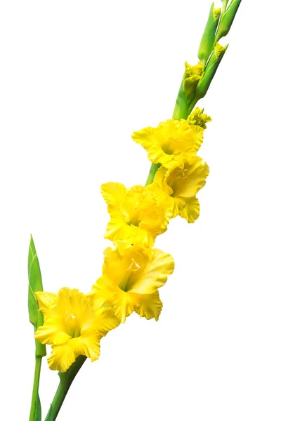 Rama de una flor amarilla gladiolo aislada sobre fondo blanco —  Fotos de Stock