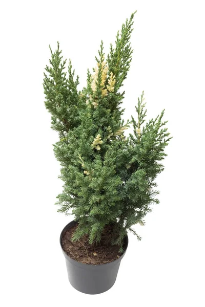 Wacholder chinensis stricta variegata in einem Topf isoliert auf weiß — Stockfoto