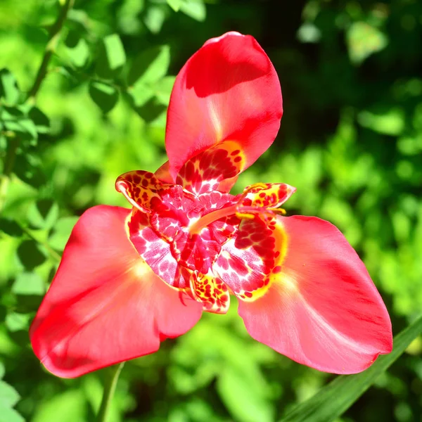 Schöne rote Blume im Garten tigridia auf einem Grashintergrund — Stockfoto