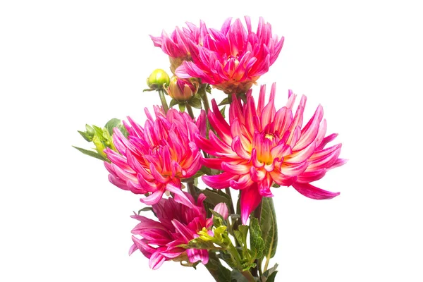 Fiore di bellissimo bouquet di dalia rosa con germoglio macro natura è — Foto Stock