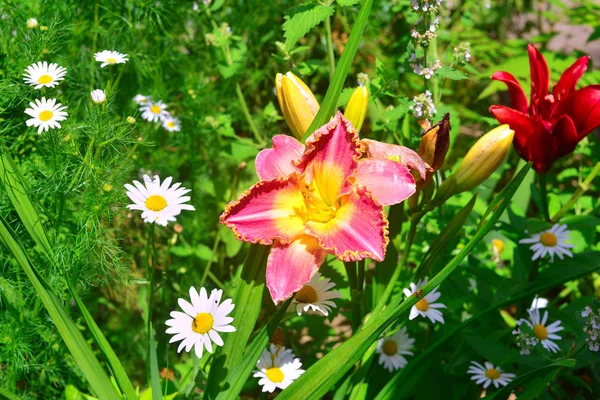 Güzel çiçekler daylily bahçe backg karşı