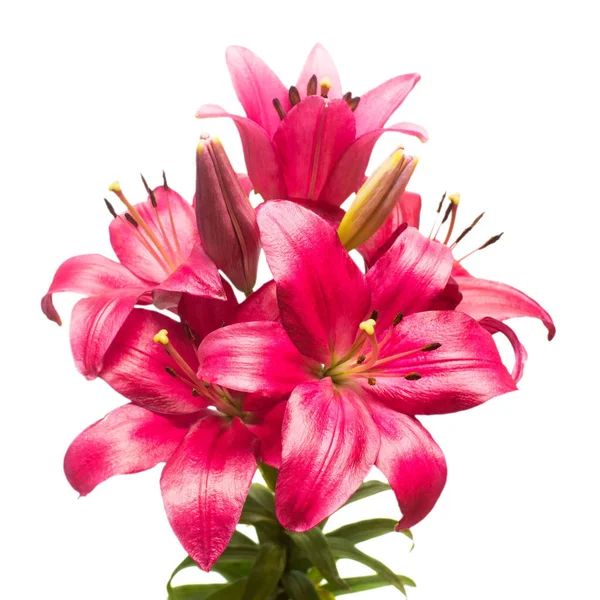 白いれたらに分離されたピンクのユリの花の美しい花束 — ストック写真