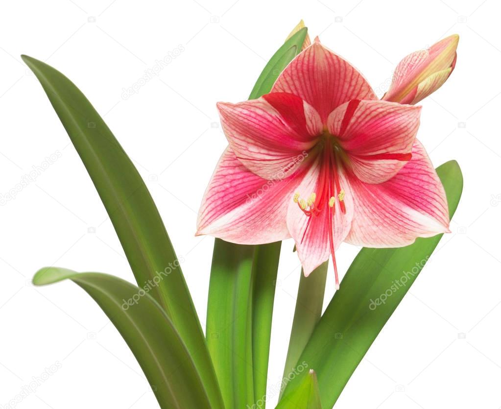 A bouquet of amaryllis pink flowers isolated on white background