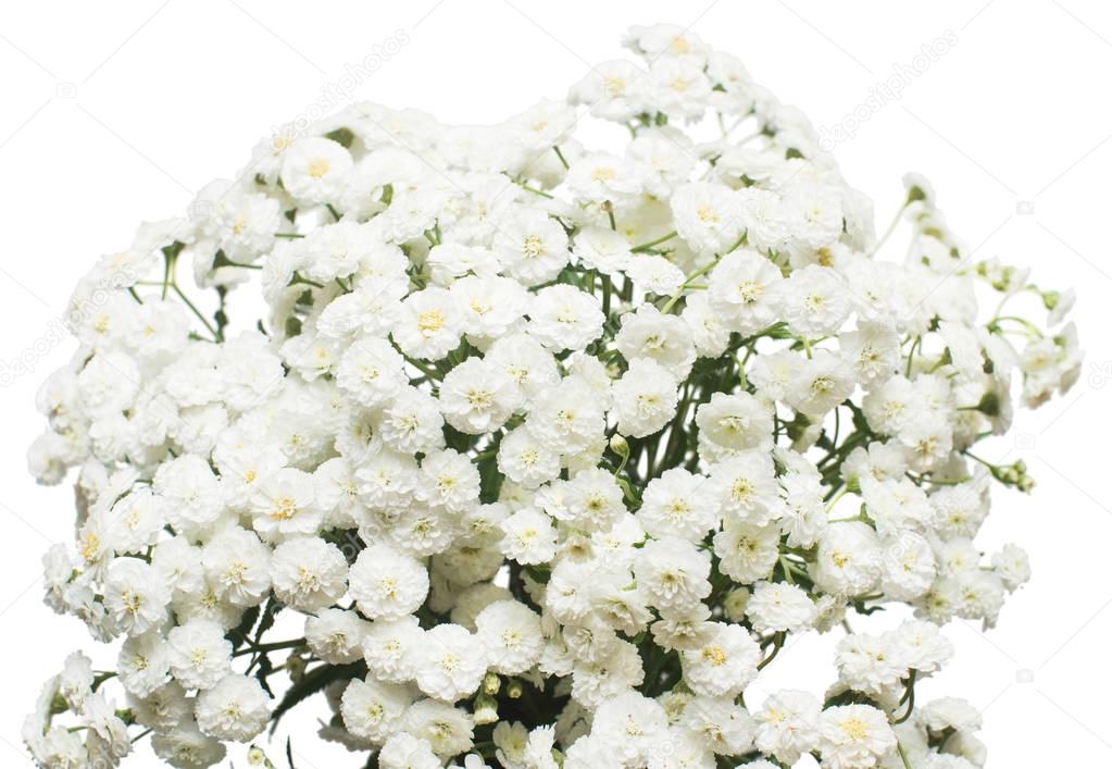 Bouquet of medicinal flowers of yarrow isolated on white backgro