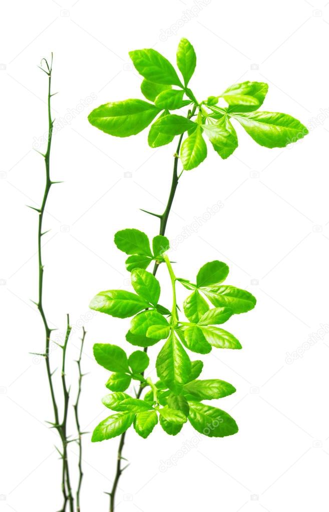 Branch with lemon leaves isolated on white background