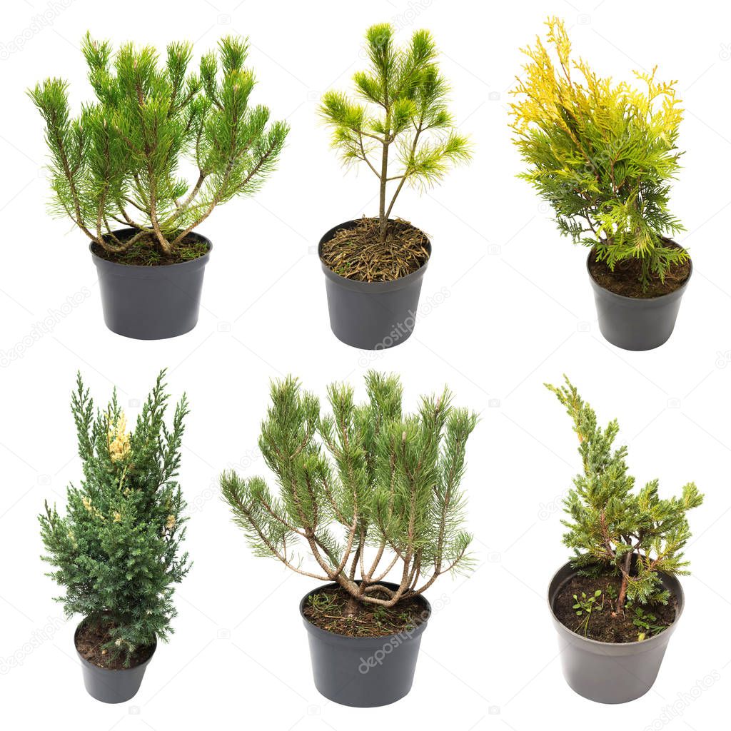Collection of conifers Pine Pinus mugo, Pinus strobus pine, Juni