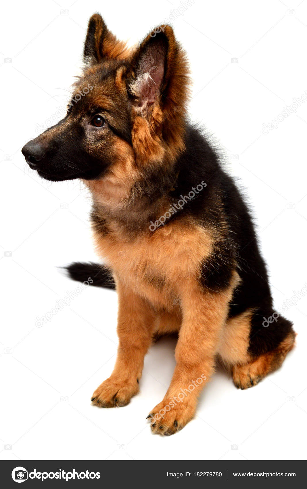 plush german shepherd puppies