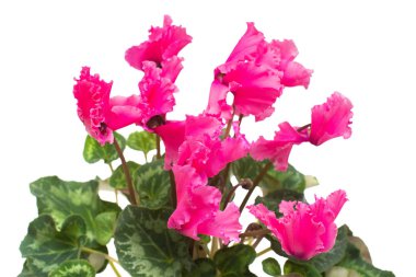 Pembe Siklamen izole üzerinde beyaz zemin çiçek. Yaz. Bahar. Düz yatıyordu, en iyi görünüm. Seviyorum. Sevgililer günü