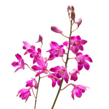 Beyaz arka plan üzerinde izole pembe orkide çiçek Dendrobium kingianum. Moda yaratıcı çiçek kompozisyon. Yaz, Bahar. Düz yatıyordu, en iyi görünüm. Seviyorum. Sevgililer günü