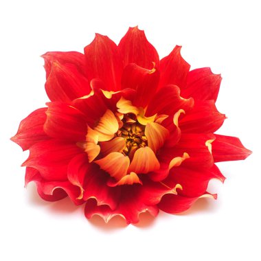Çiçek güzel kırmızı dahlia makro doğanın beyaz arka plan üzerinde izole. Botanik, kavram, flora, fikir. Şakayık formu