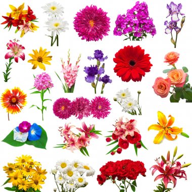 Güzel renkli çiçekleri beyaz arka plan üzerinde izole topluluğu. Düz yatıyordu, en iyi görünümü