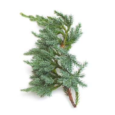 Juniperus horizontalis Blue Chip beyaz arka plan üzerinde izole dalı. İğne yapraklı ağaçlar. Kış. Noel. Düz yatıyordu, en iyi görünümü