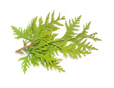 Branch of golden thuja isolated on white background. Coniferous trees. Winter. Christmas. Flat lay, top view clipart