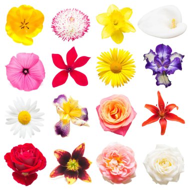 Güzel Iris, Siklamen, lilyum, Lale, papatya, gül, ebegümeci ve diğerleri beyaz arka plan üzerinde izole topluluğu. Kart çiçekler. Paskalya. Bahar küme. Düz yatıyordu, en iyi görünümü