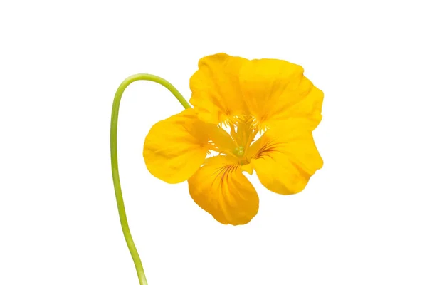 Yellow Nasturtium Flower Macro Curved Shape Isolated White Background Flat — Stock Photo, Image