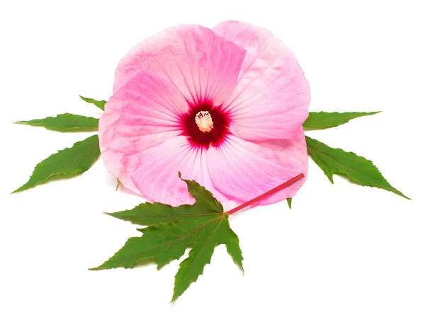 Hibiscus Flowers Leaves Isolated White Background Flat Lay Top View — Stock Photo, Image