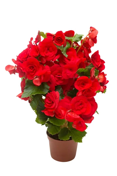 Begonia Piros Virágok Egy Pot Elszigetelt Fehér Background Lapos Feküdt — Stock Fotó
