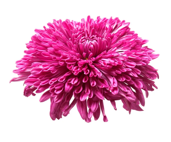 Rosa Chrysanthemenblüte Makro Isoliert Auf Weißem Hintergrund Flache Lage Draufsicht — Stockfoto