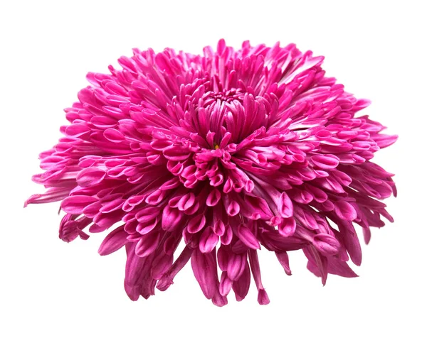 Roze Chrysant Bloem Macro Geïsoleerd Een Witte Achtergrond Plat Lag — Stockfoto