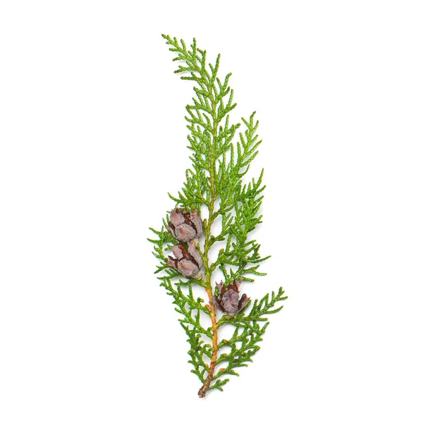 Branch Thuja Occidentalis Brabant Cones Isolated White Background Coniferous Trees — Stock Photo, Image