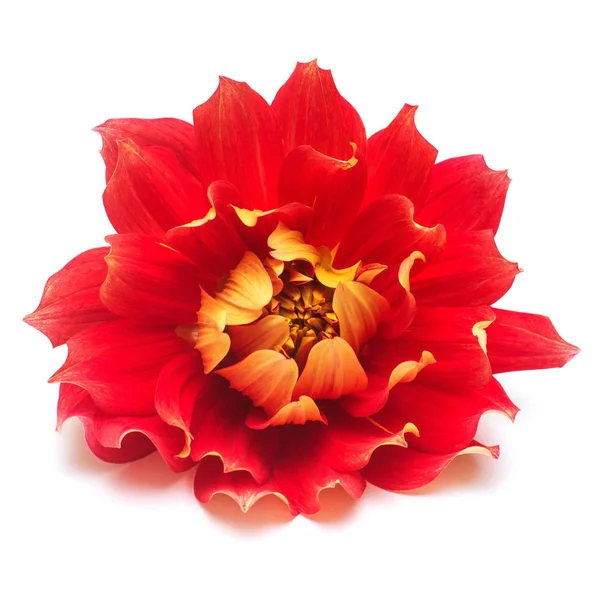 Çiçek güzel kırmızı dahlia makro doğanın beyaz arka plan üzerinde izole. Botanik, kavram, flora, fikir. Şakayık formu