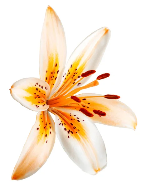 Schöne Gelbe Lilie Isoliert Auf Weißem Hintergrund Sommer Frühling Flache — Stockfoto