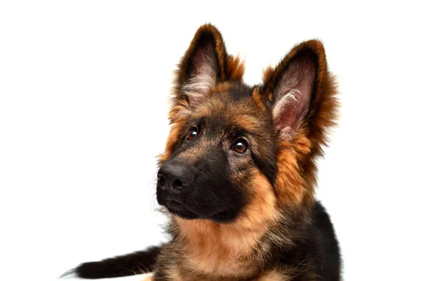 Cão Pastor Alemão Fofo Isolado Fundo Branco Filhote Cachorro Bonito — Fotografia de Stock