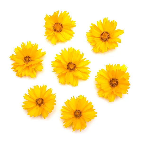 Margaridas Amarelas Isoladas Fundo Branco Cartão Flores Deitado Plano Vista — Fotografia de Stock