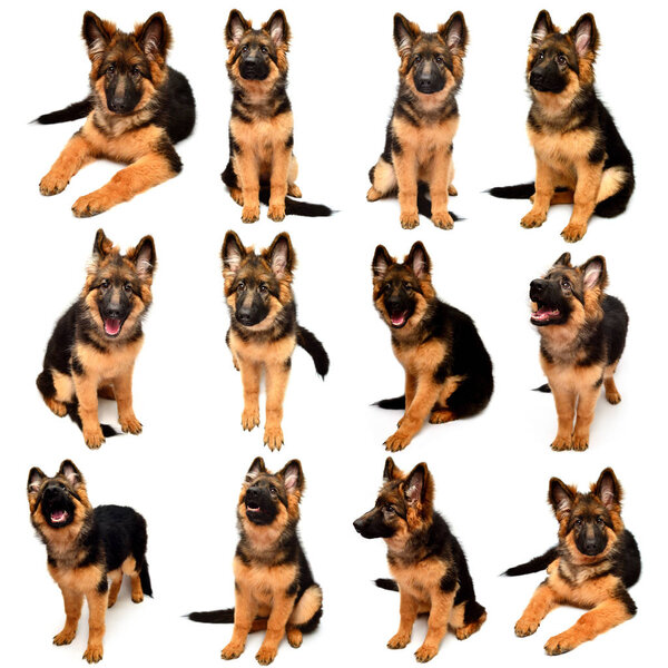 Collection fluffy German Shepherd dog shows teeth and tongue, angry isolated on white background. Puppy is beautiful, funny and attentive. Portrait, close-up. Sits and looks closely. Good, plush, set