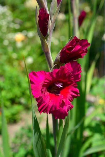Çiçek Bahçesinde Üzerinde Koyu Bir Mor Glayöl Çiçeği — Stok fotoğraf
