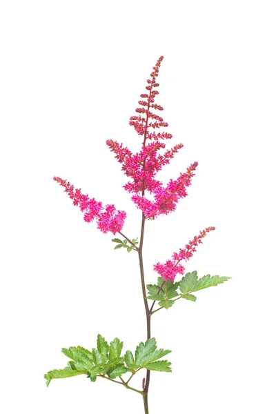 Vacker Bukett Rosa Astilbe Blommor Isolerad Vit Bakgrund Platt Lekmanna — Stockfoto