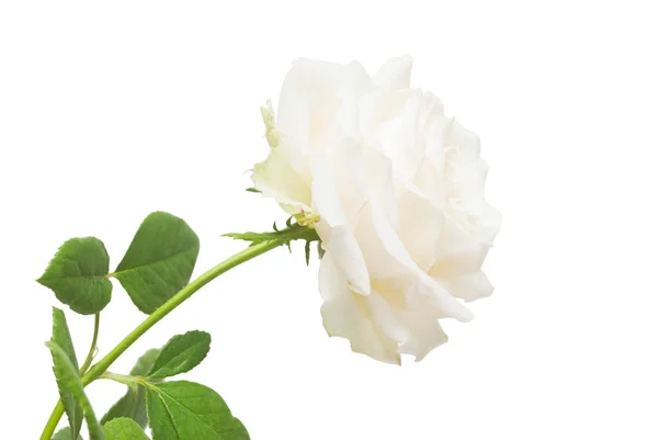 Bela Flor Rosa Branca Isolada Fundo Branco Cartão Casamento Saudações — Fotografia de Stock