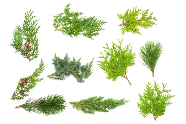 Collection Branches Pine Juniper Thuja Cones Isolated White Background Coniferous — Stock Photo, Image
