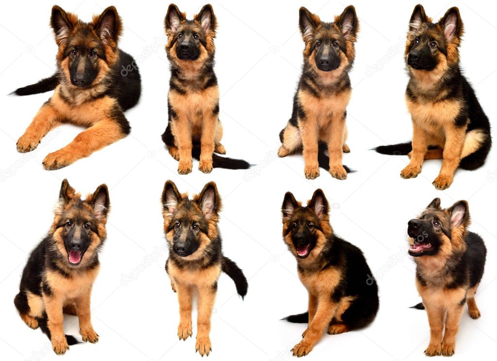 Collection fluffy German Shepherd dog shows teeth and tongue, angry isolated on white background. Puppy is beautiful, funny and attentive. Portrait, close-up. Sits and looks closely. Good, plush, set